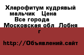 Хларофитум кудрявый мальчик › Цена ­ 30 - Все города  »    . Московская обл.,Лобня г.